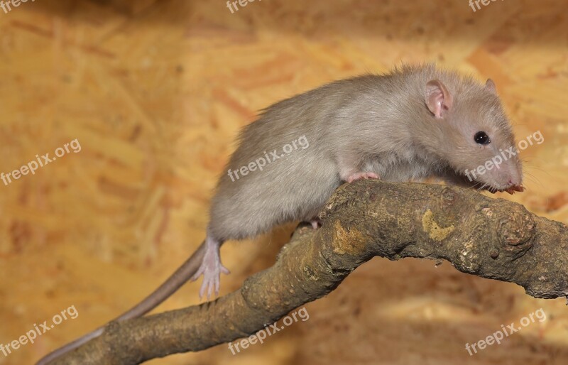 Rat Cute Fur Nager Rodent