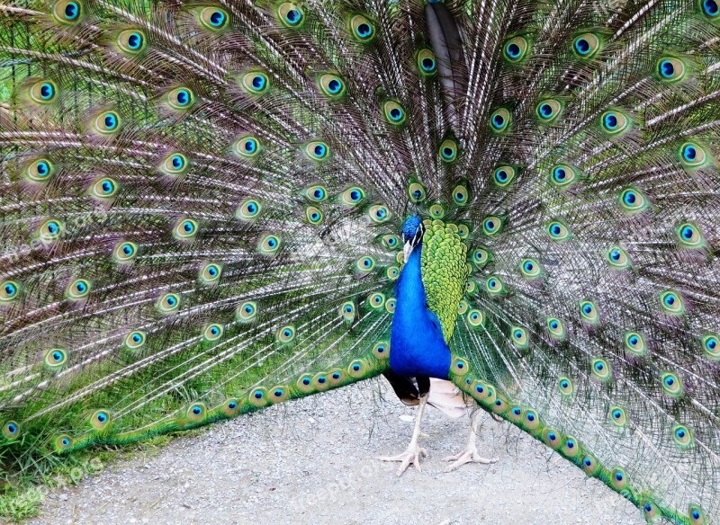 Peacock Peacock Wheel Beat Rad Pride Plumage