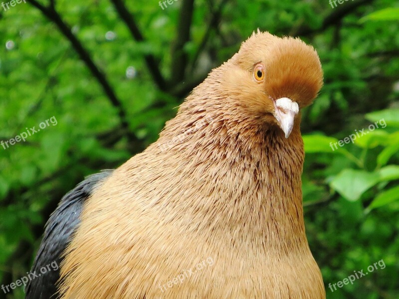 Dove House Animal Farm With Scattered Mill Bird Free Photos