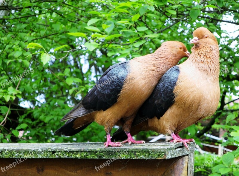 Lovebirds Pigeons Pigeon Pair House Animal Farm With Scattered Mill Free Photos