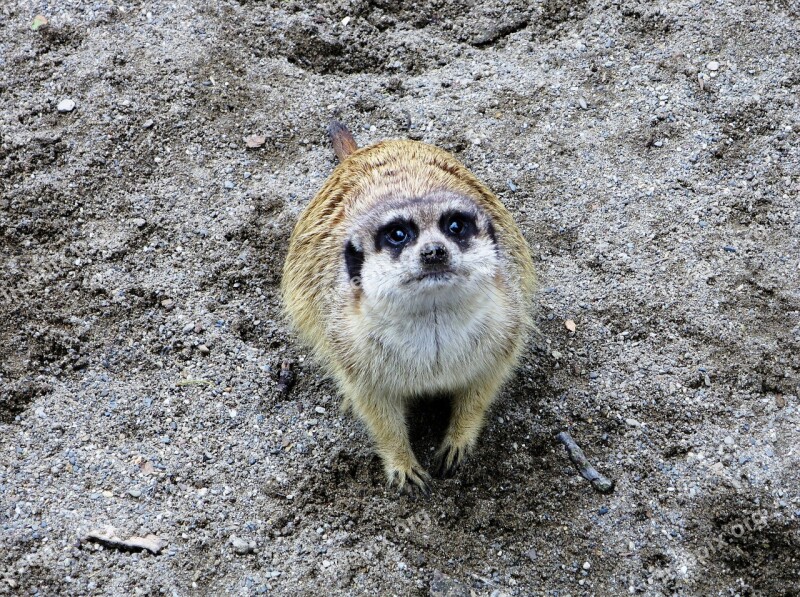 Zoo Meerkat House Animal Farm With Scattered Mill Guard Curious