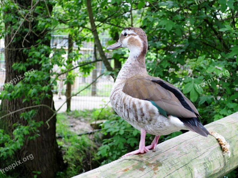 Duck House Animal Farm With Scattered Mill Duck Bird Free Photos