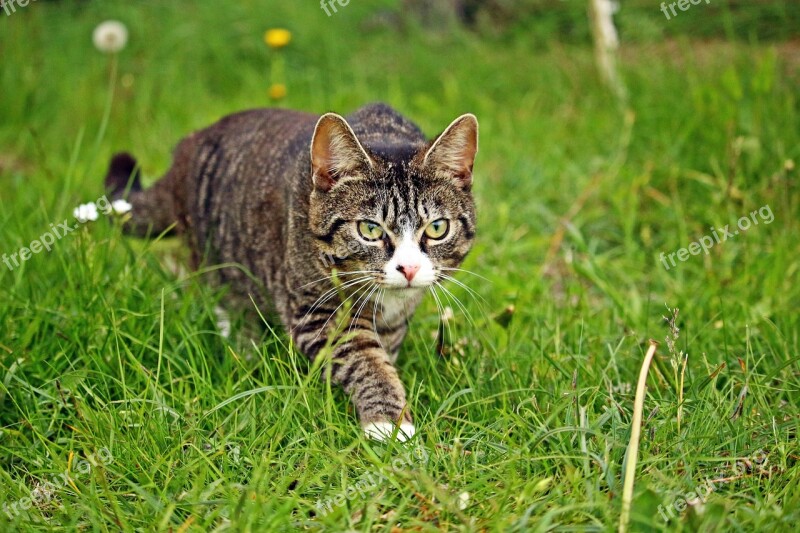 Mieze Cat Kitten Sneak Up On Stalk