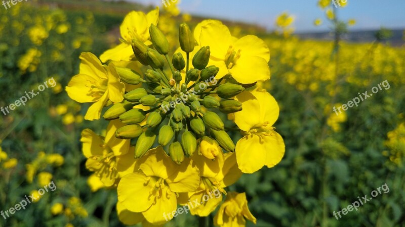 Cauliflower Grassland Scenery Free Photos