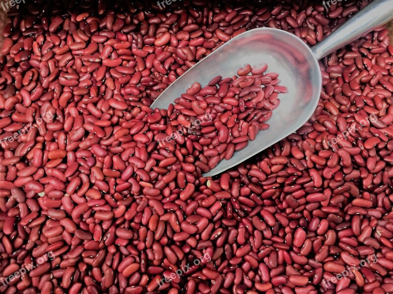 Red Kidney Bean Beans Legume