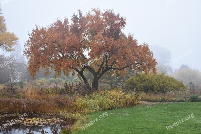 Tree Autumn Landscape Fall Color Fall Foliage