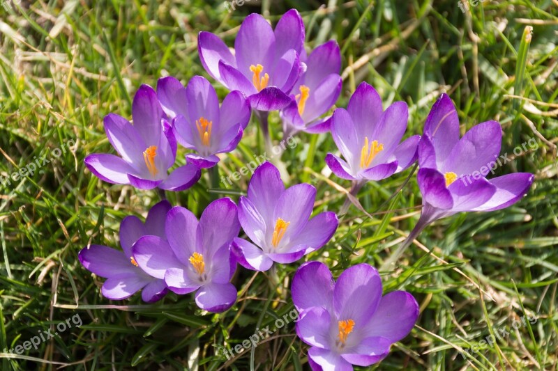 Crocus Purple Spring Awakening Early Bloomer Flower