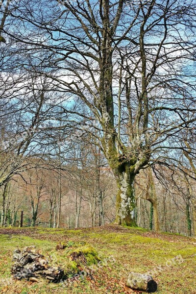 Beech Tree Hayedo Forest Tree Trunk