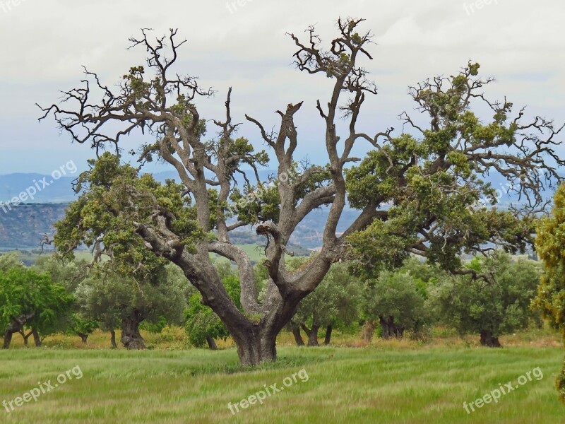 Carrasca Encina Tree Old Nature