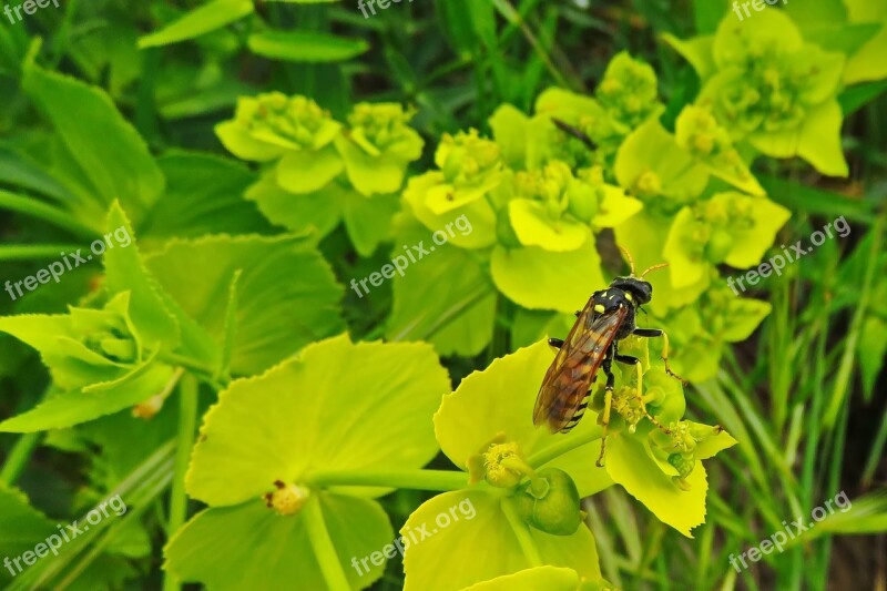 Paper Wasp Wasp Insect Flower Spring