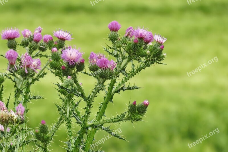 Thistles Flower Spring Plants Thorns