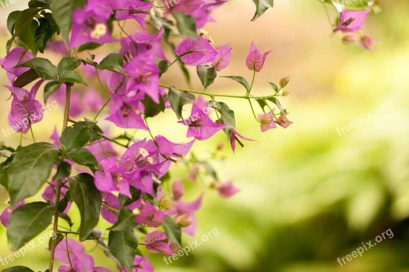 Background Backgrounds And Textures Backdrop Flower Summer