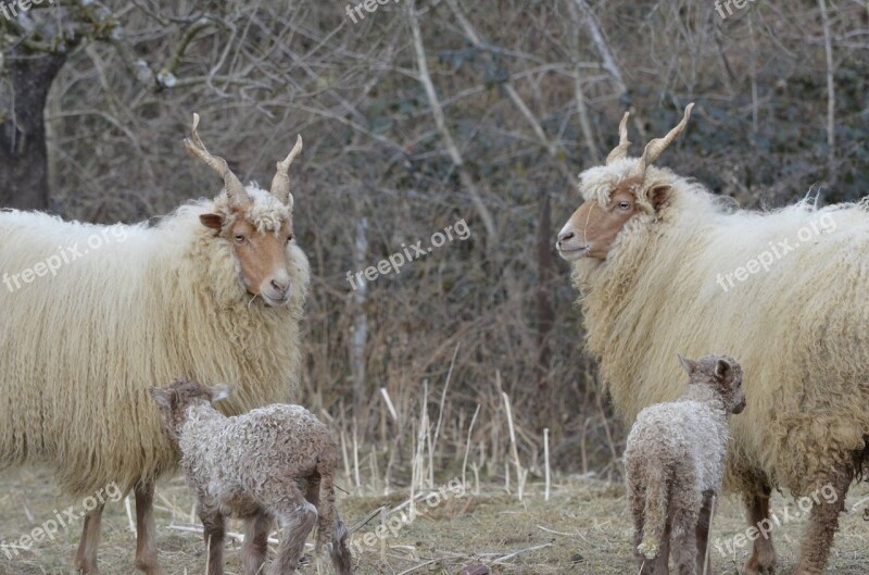 Twins Sheep Nature Animal Babies Racka Sheep