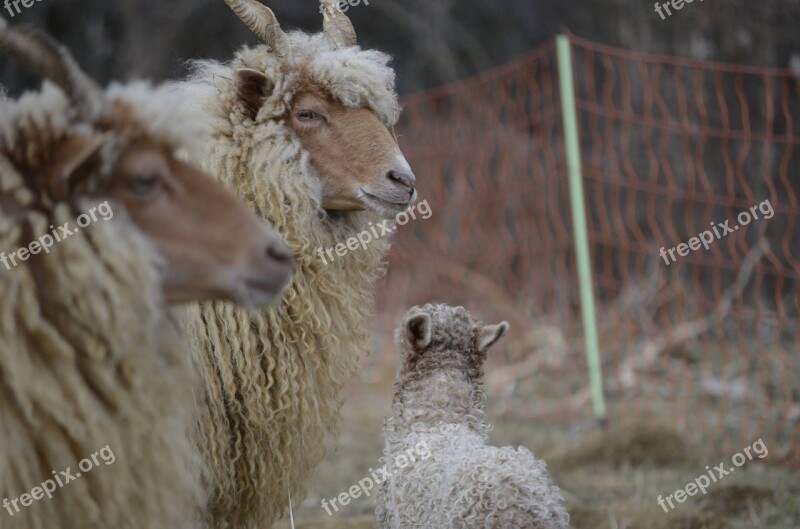 Family Sheep Nature Animals Racka Sheep