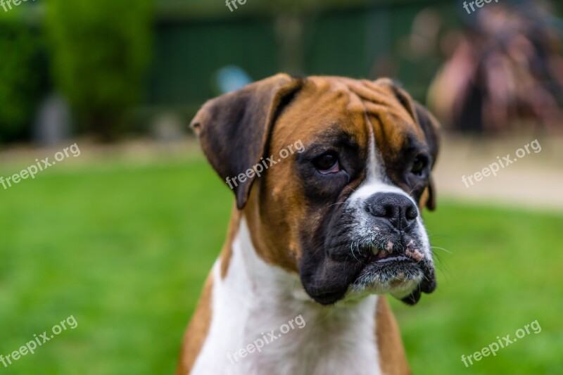 Boxer Dog Pet Free Photos