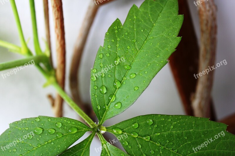 Leaf Drip Drop Of Water Green Plant Leaves