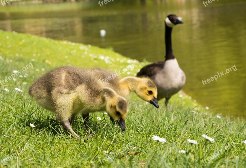 Goslings Chicks Canada Geese Goose Bird