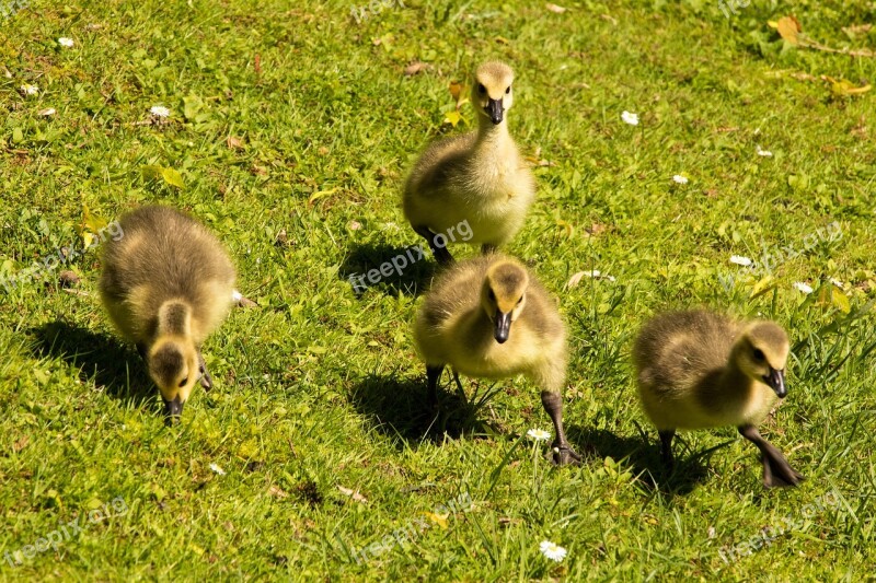 Goslings Chicks Canada Geese Goose Bird