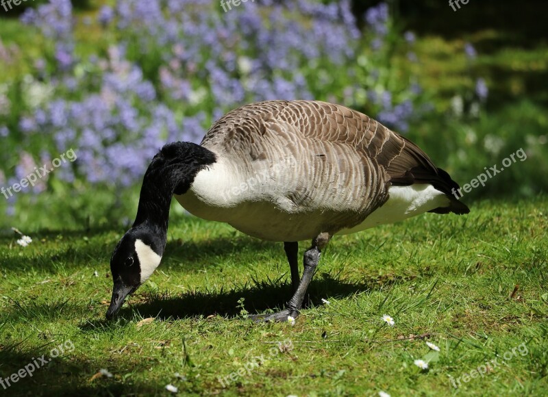 Goose Canada Goose Bird Water Bird Nature