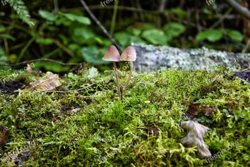 Mushroom Moss Stone Forest Mushroom Cap