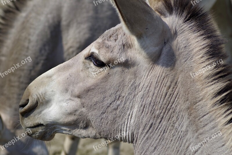 Ass Koniowate The Head Of The Gray Animal