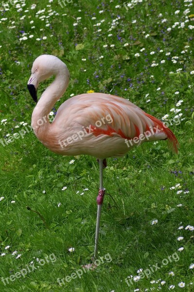 Flaming Pink Standing One Leg Grass