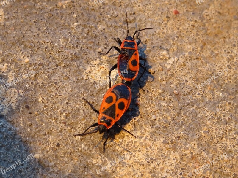 Smith Wingless Arthropods Sześcionogi Insects Winged Insects