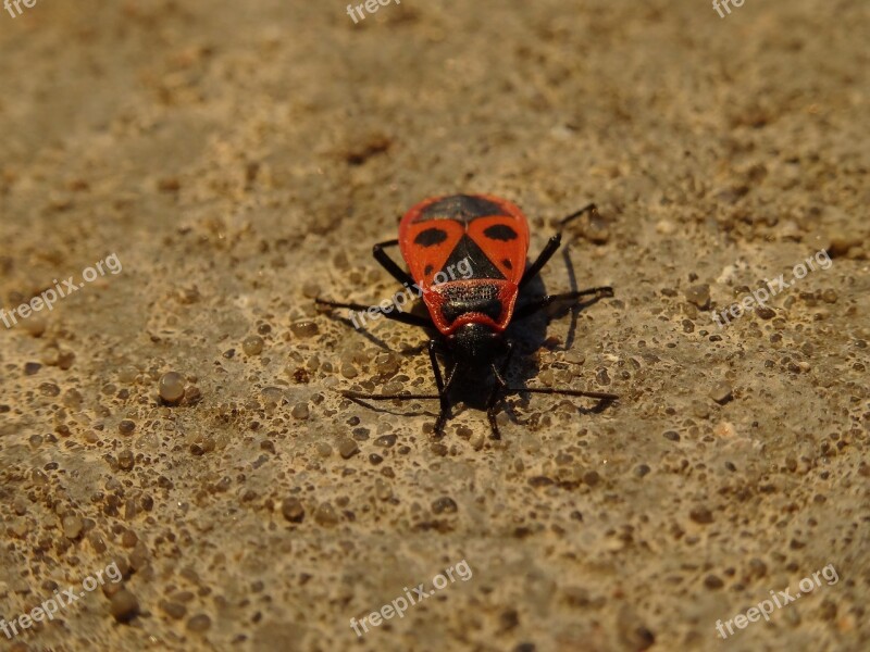 Smith Wingless Arthropods Sześcionogi Insects Winged Insects