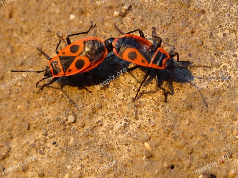 Smith Wingless Arthropods Sześcionogi Insects Winged Insects