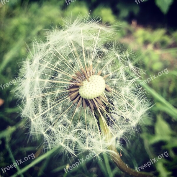 Dandelion Clock Flower Summer Spring