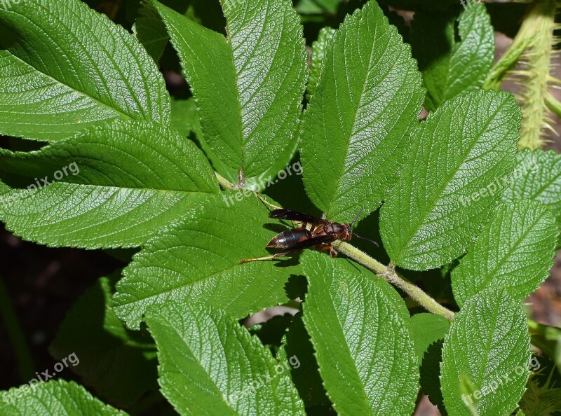 Paper Wasp Wasp Insect Pollinator Animal