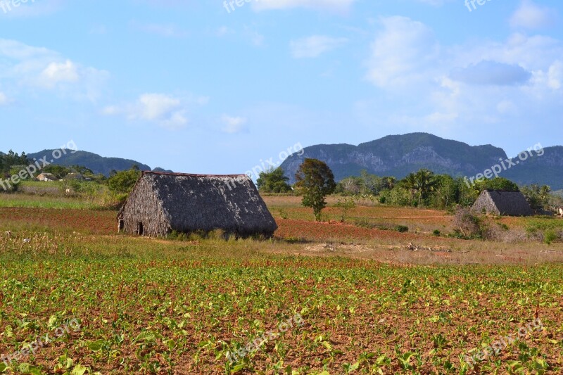 Cuba Viñales Valley Finca Nature Tobacco