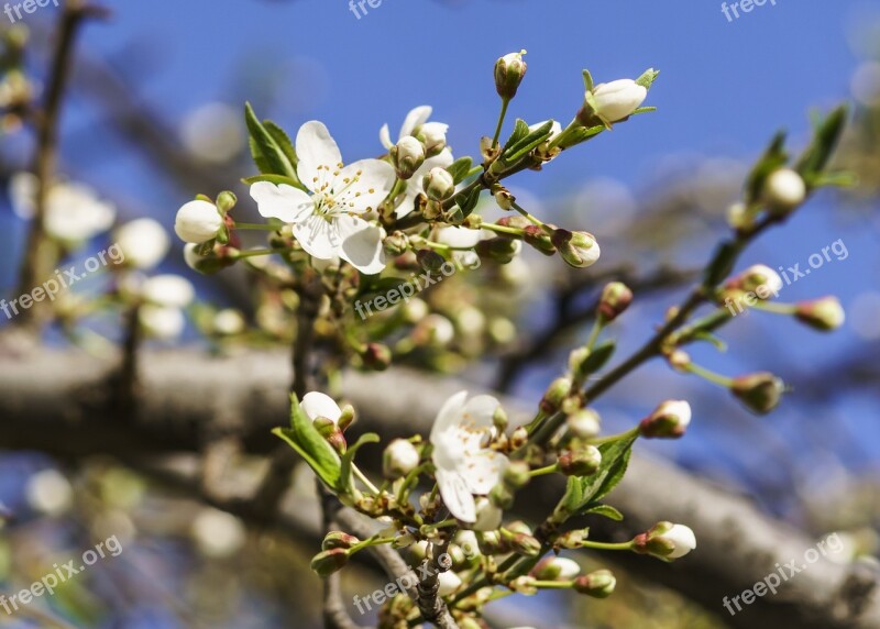 Flowers Cherry Spring Nature Cherry Blossoms