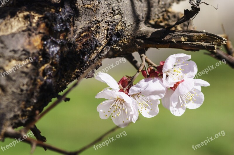 Spring Flowers Apricot Nature Plant