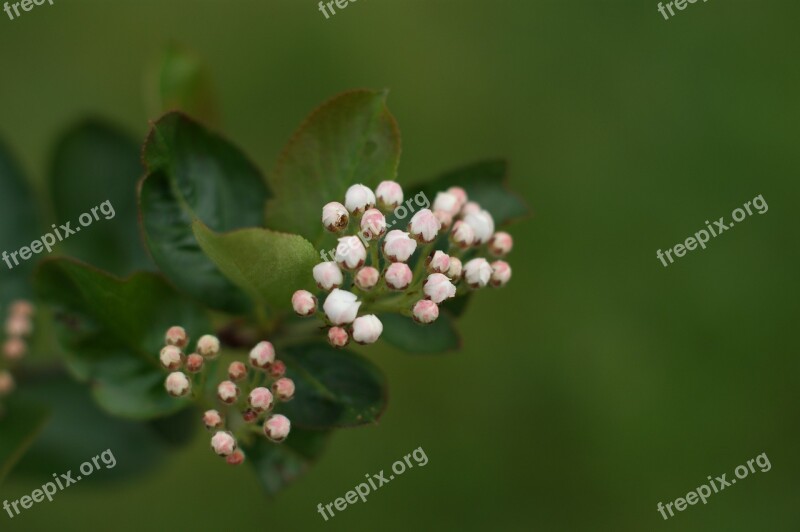 Aronia Flower Flower Chokeberry Spring Bud