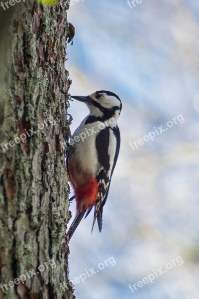 A Great Spotted Woodpecker Woodpecker Bird Nature Nature Photo