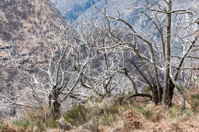 Ticino Maggia Valley Chestnut Trees Dead Plant