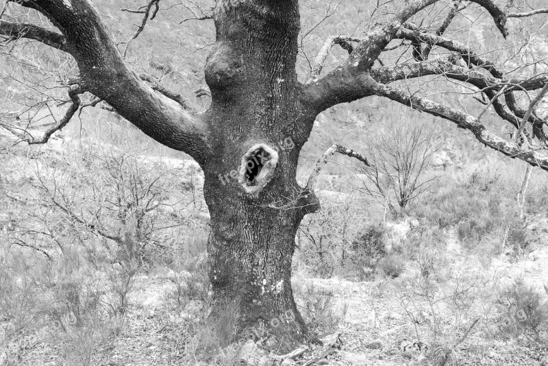 Ticino Maggia Valley Tree Hole Black And White