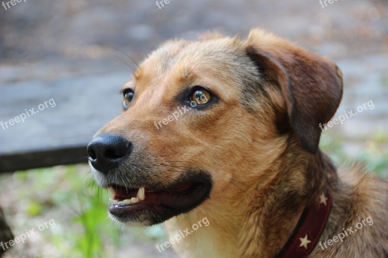 Dog Hybrid Mixed Breed Dog Beige Fur