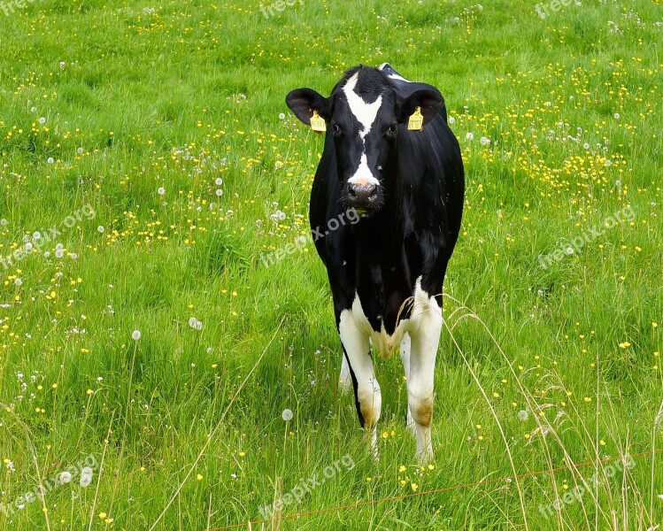 Cow Young Animal Dairy Cattle Pasture Agriculture