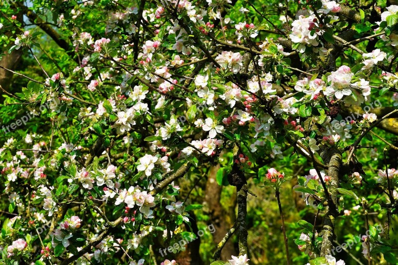 Apple Tree Apple Tree Blossom Blossom Bloom Apple Blossom