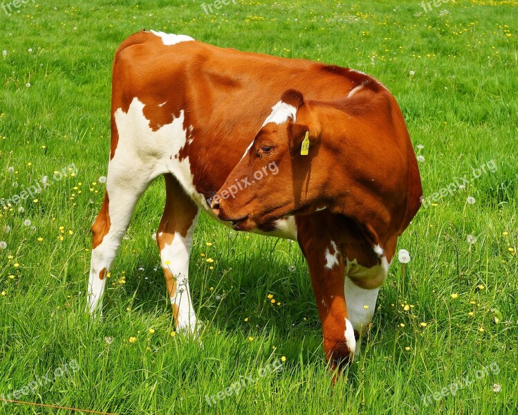 Cow Red Colored Beef Cattle Young