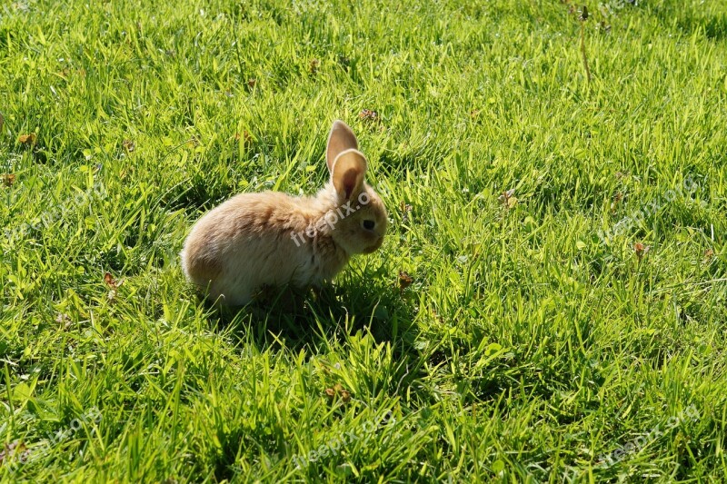 Rabbit Baby Cute Hare Dwarf Rabbit