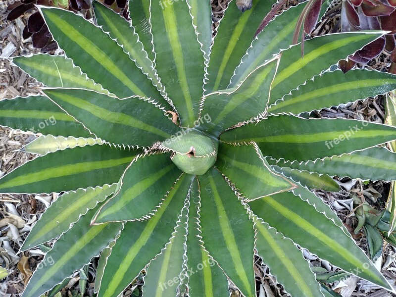 Aloe Vera Plant Outdoor Free Photos