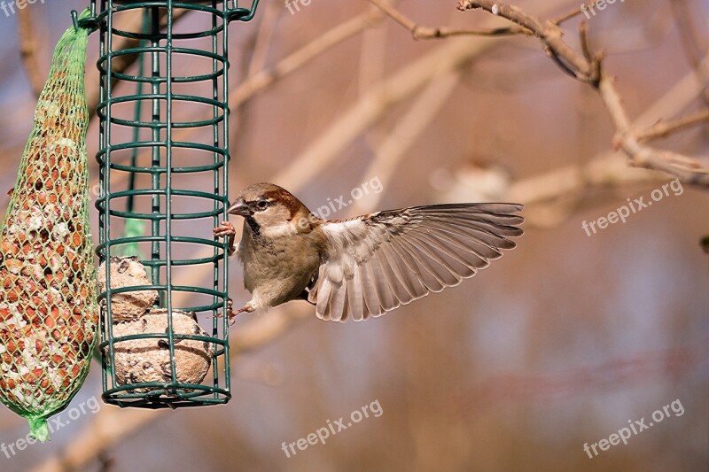 Bird Sparrow Sperling Close Up Animal