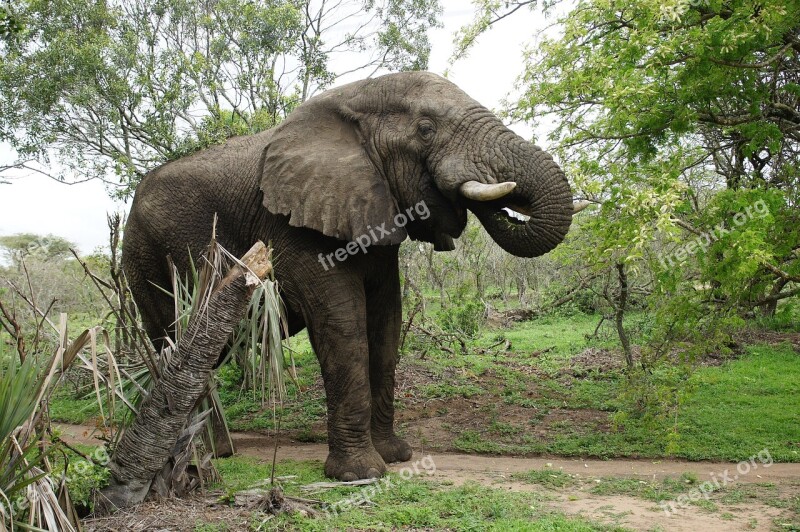 Elephant Game Reserve Wildlife Big