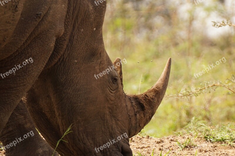 Rhino Game Animal Africa Rhinoceros