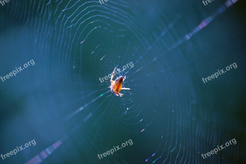 Spider Web Insect Spooky Spiderweb