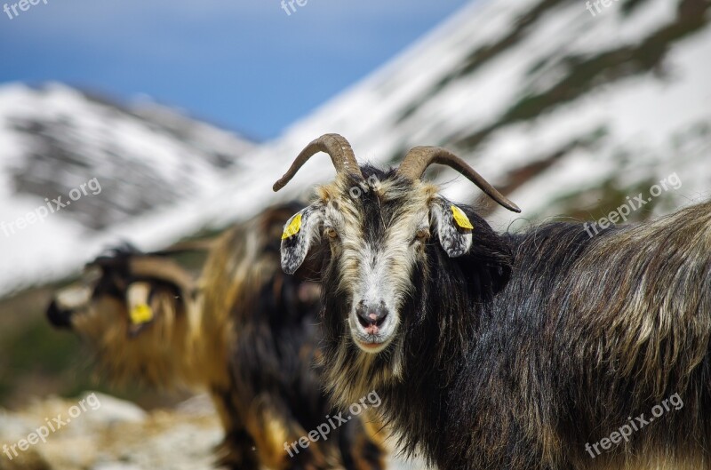 Goat Sheep Highland Landscape Confused