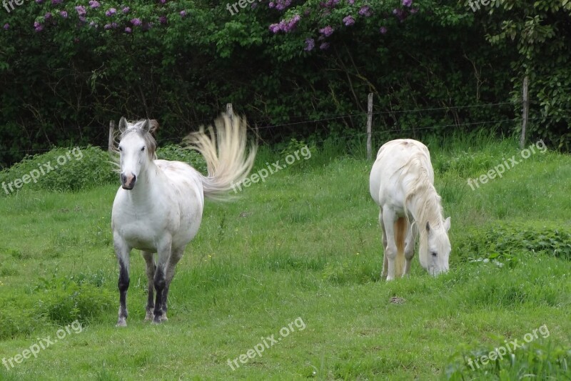 Horses Field Nature Animals Pasture